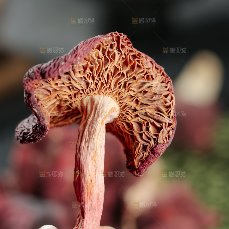 红菇