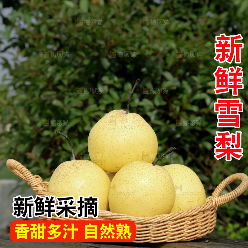 雪梨