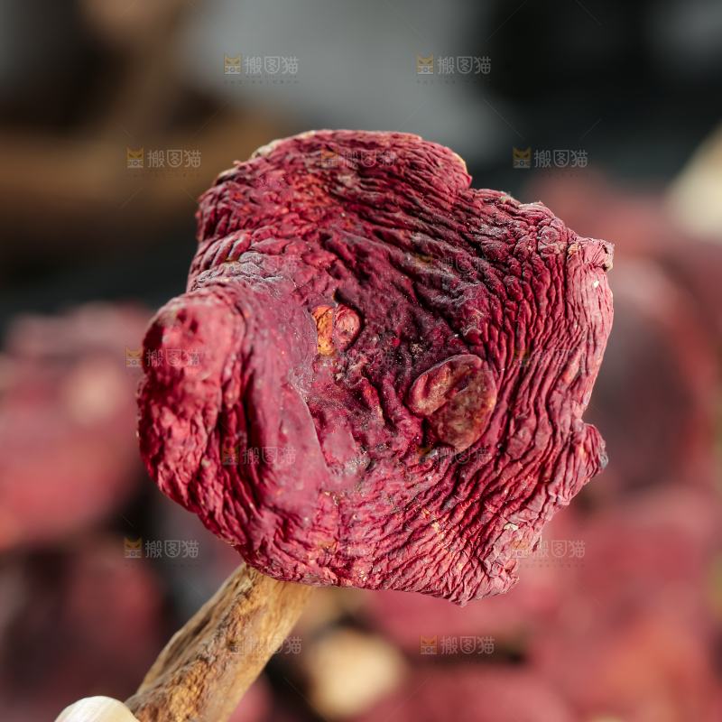 红菇