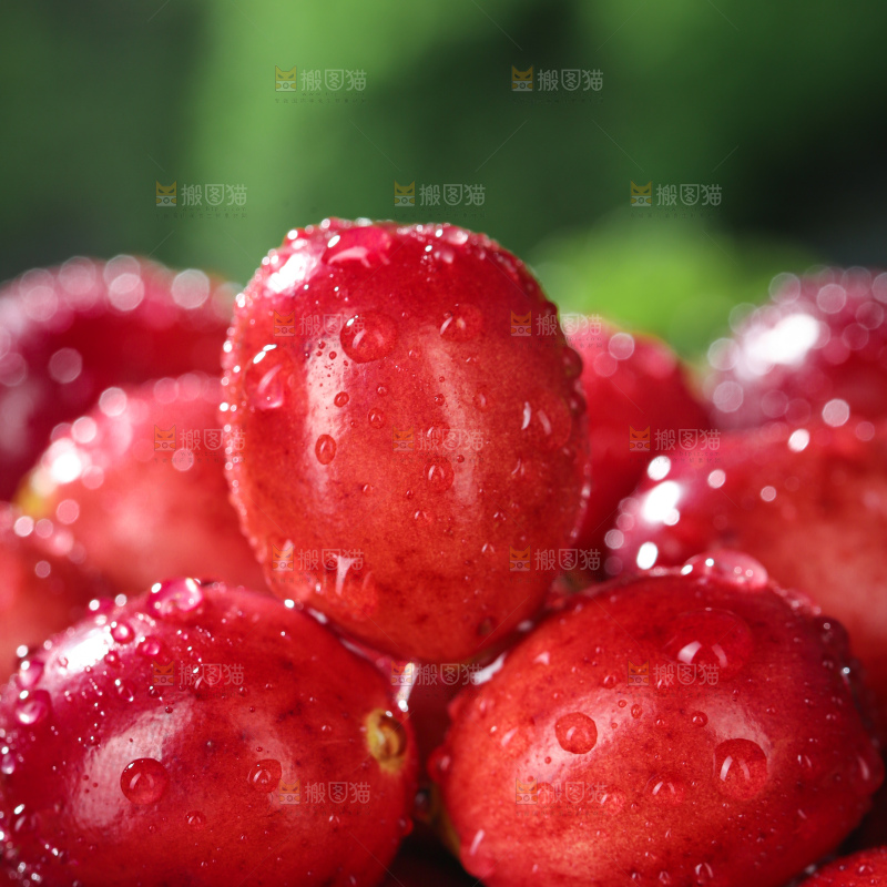 蔓越莓