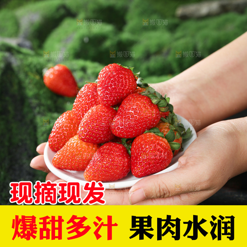 草莓