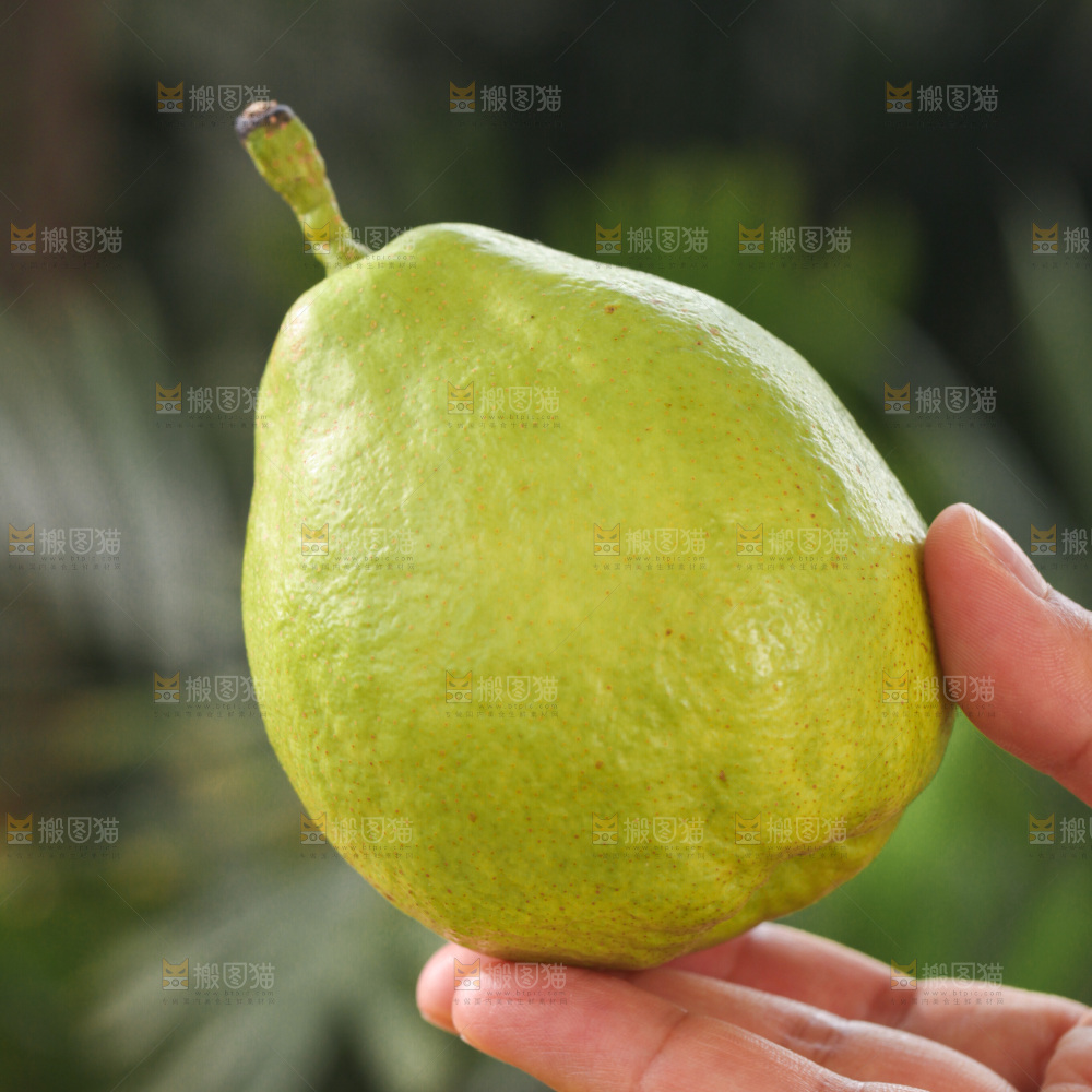库尔勒香梨