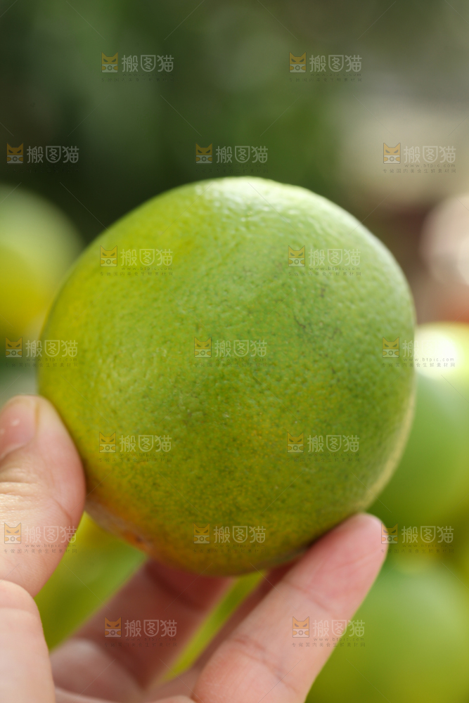 皇帝柑