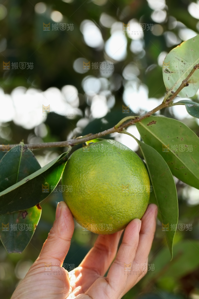 皇帝柑