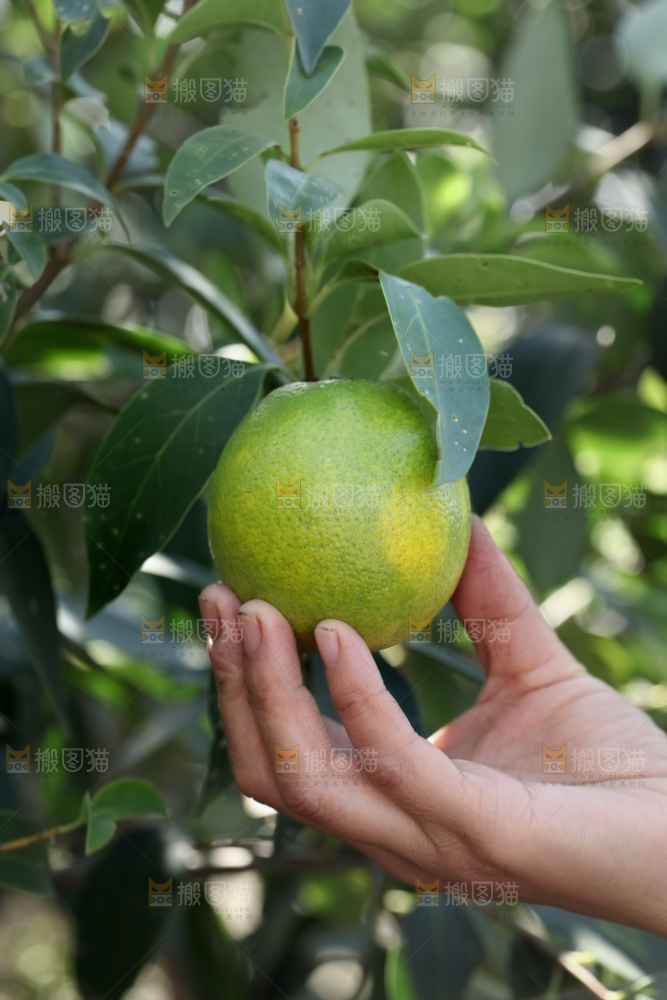 皇帝柑