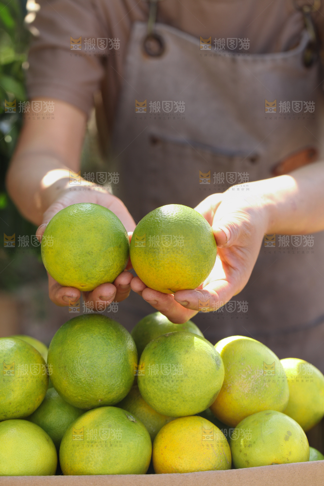 皇帝柑