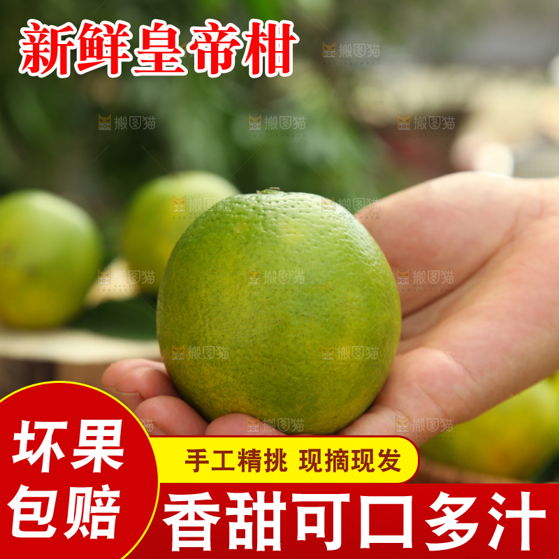 皇帝柑