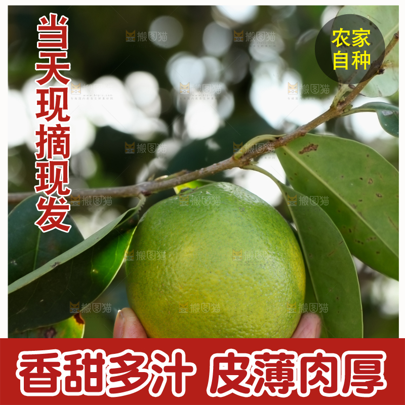 皇帝柑