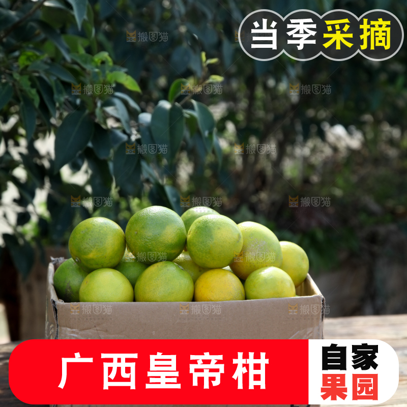 皇帝柑