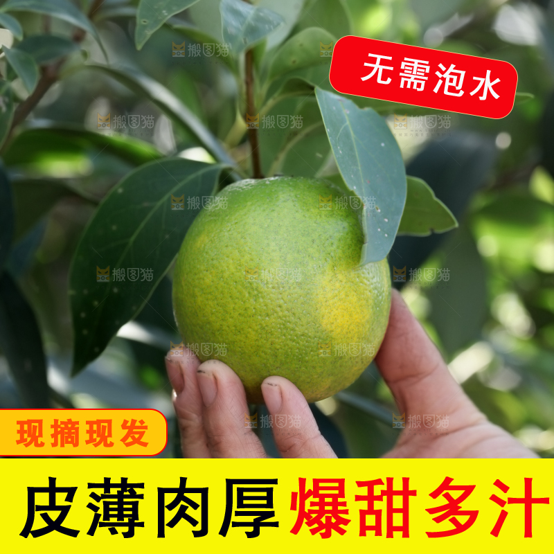 皇帝柑