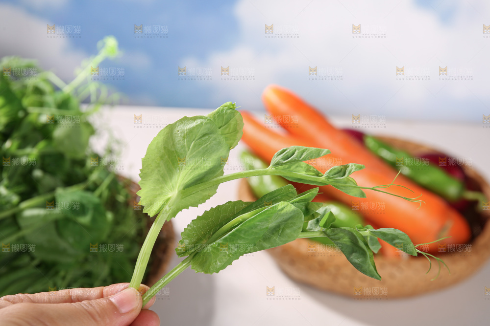 豌豆尖