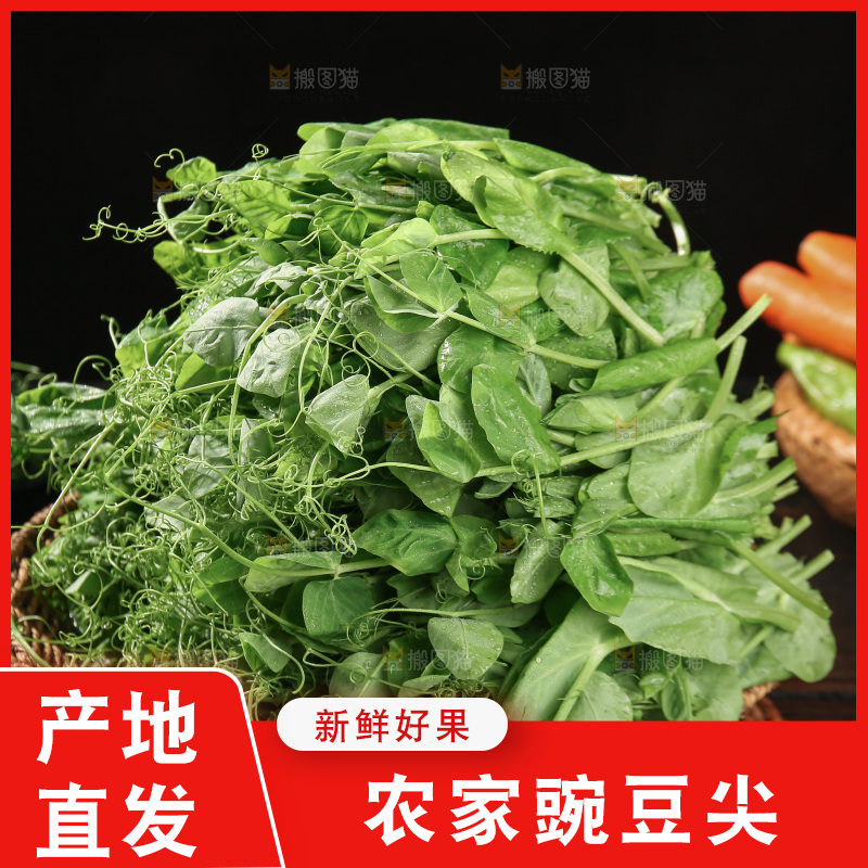 豌豆尖