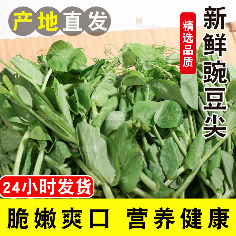 豌豆尖
