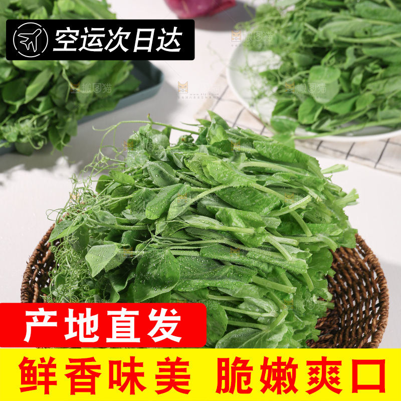 豌豆尖
