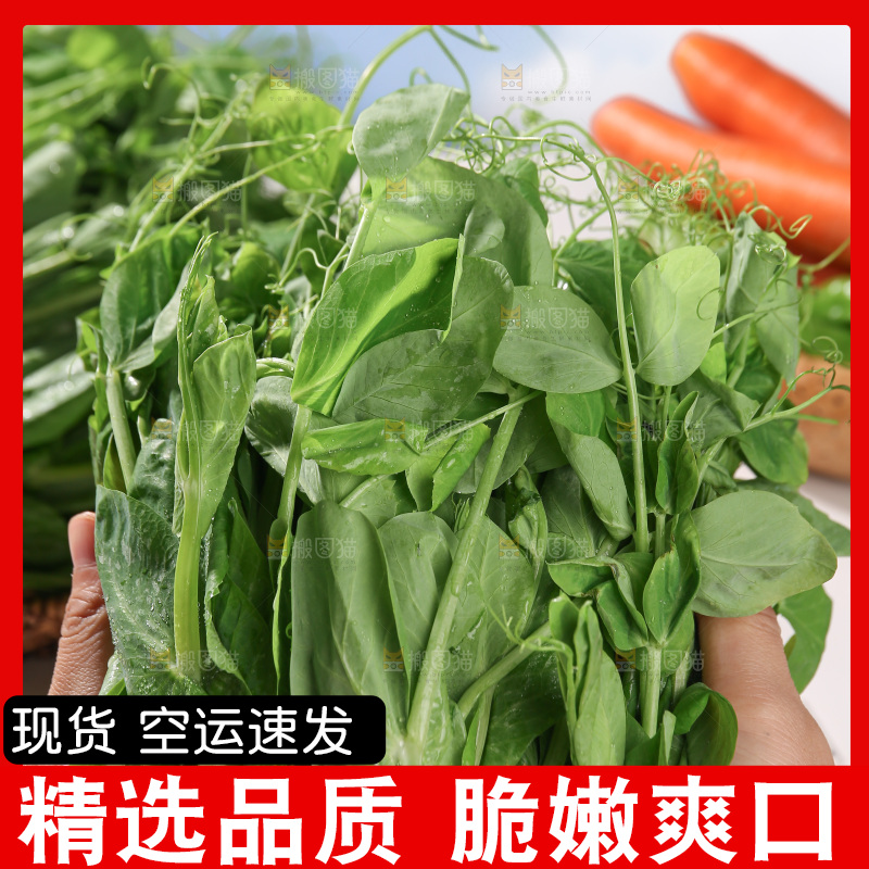 豌豆尖