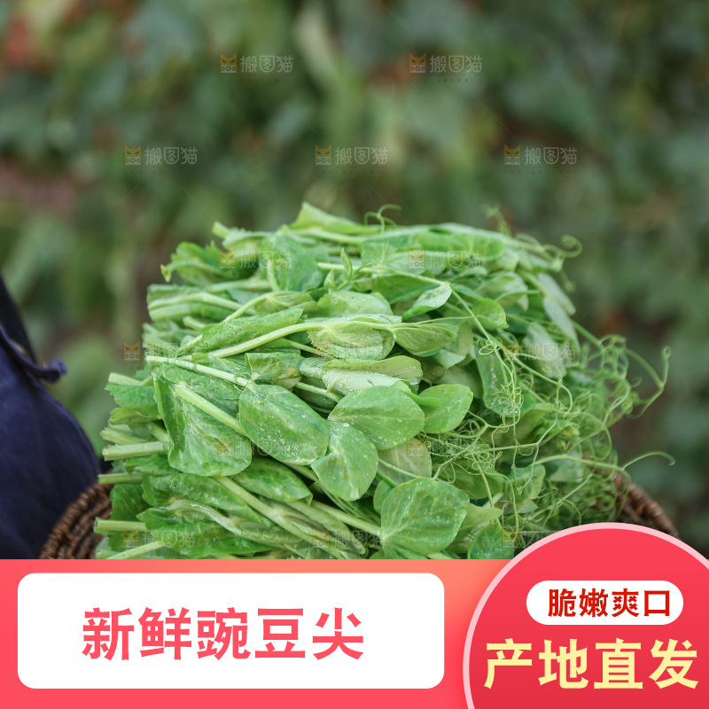 豌豆尖