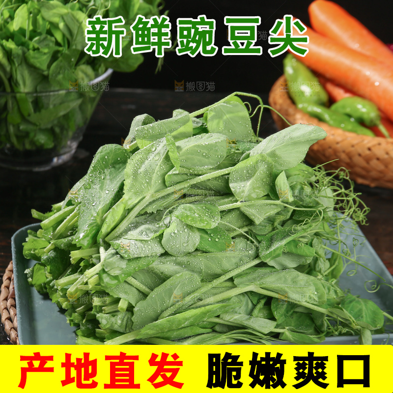 豌豆尖