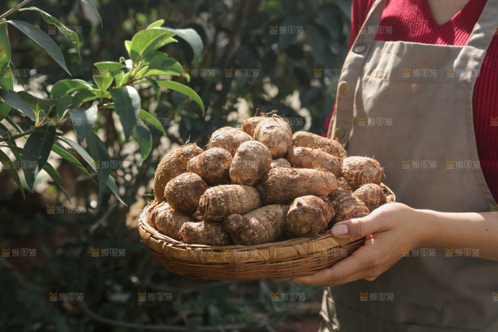 牛奶小芋头