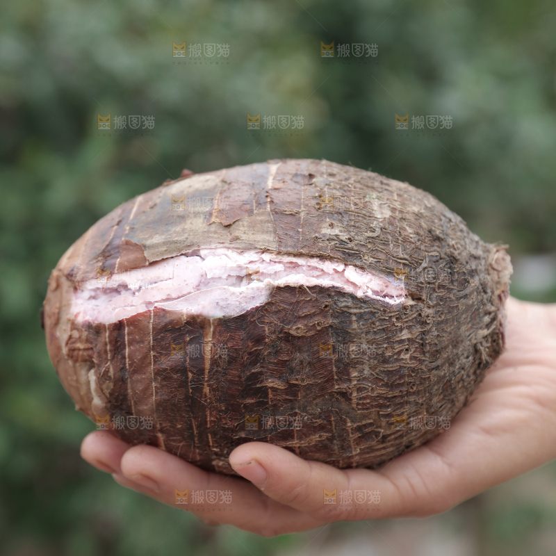荔浦芋头