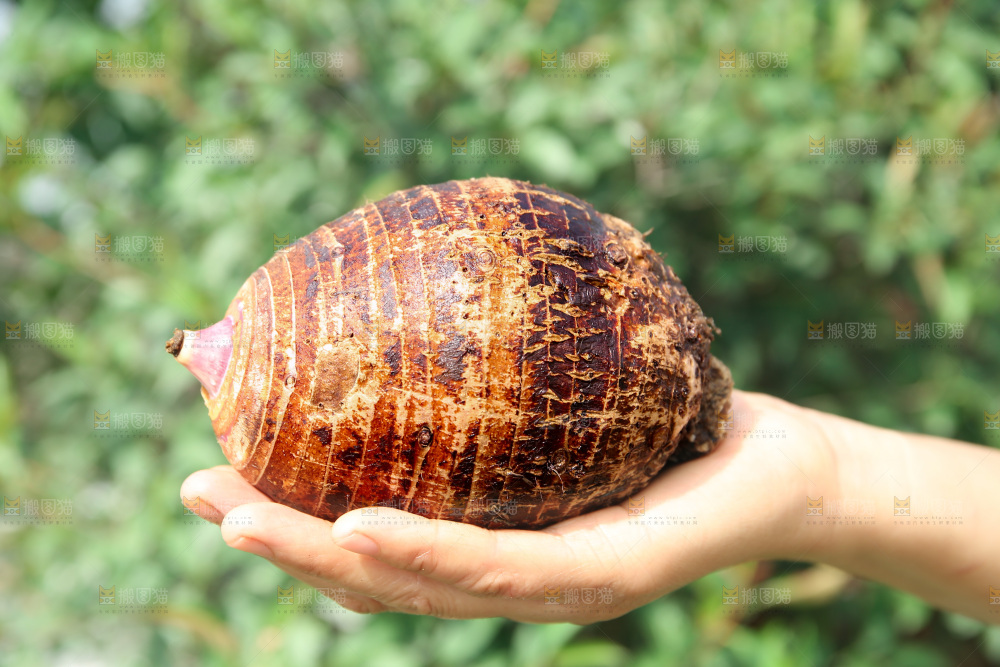 荔浦芋头