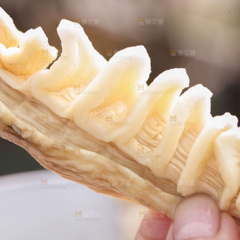 玉兰笋