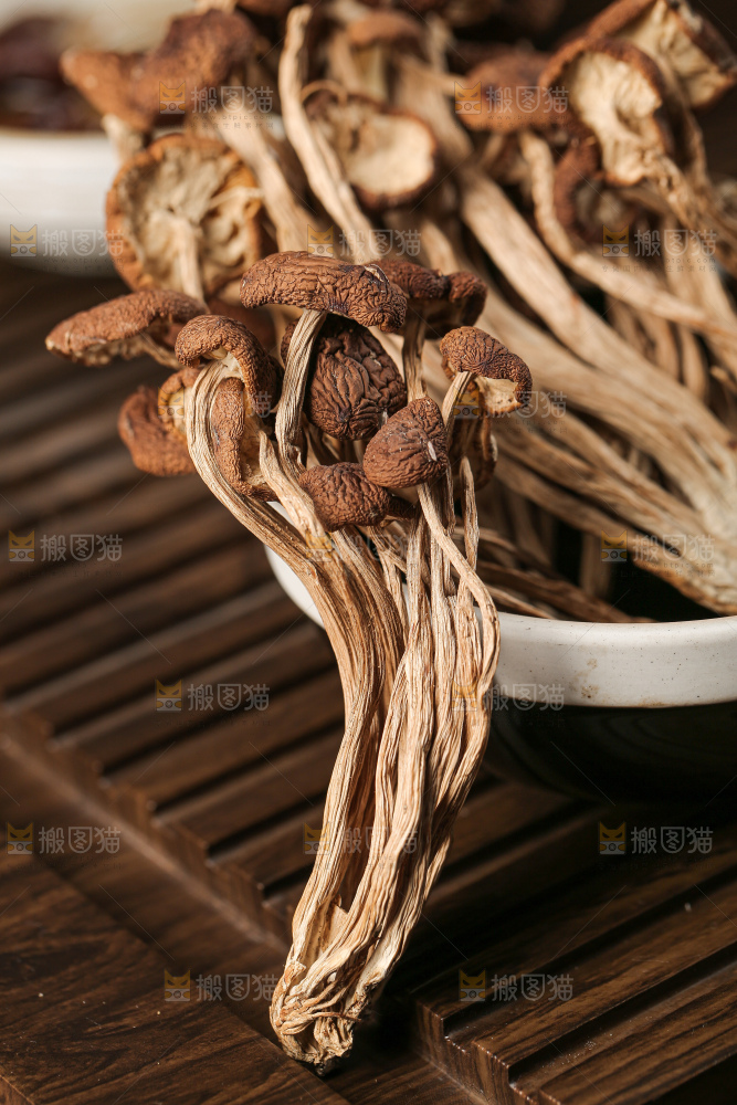 茶树菇