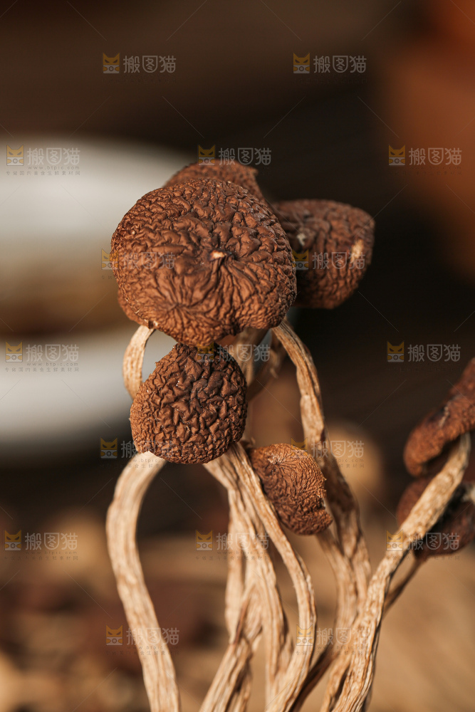 茶树菇