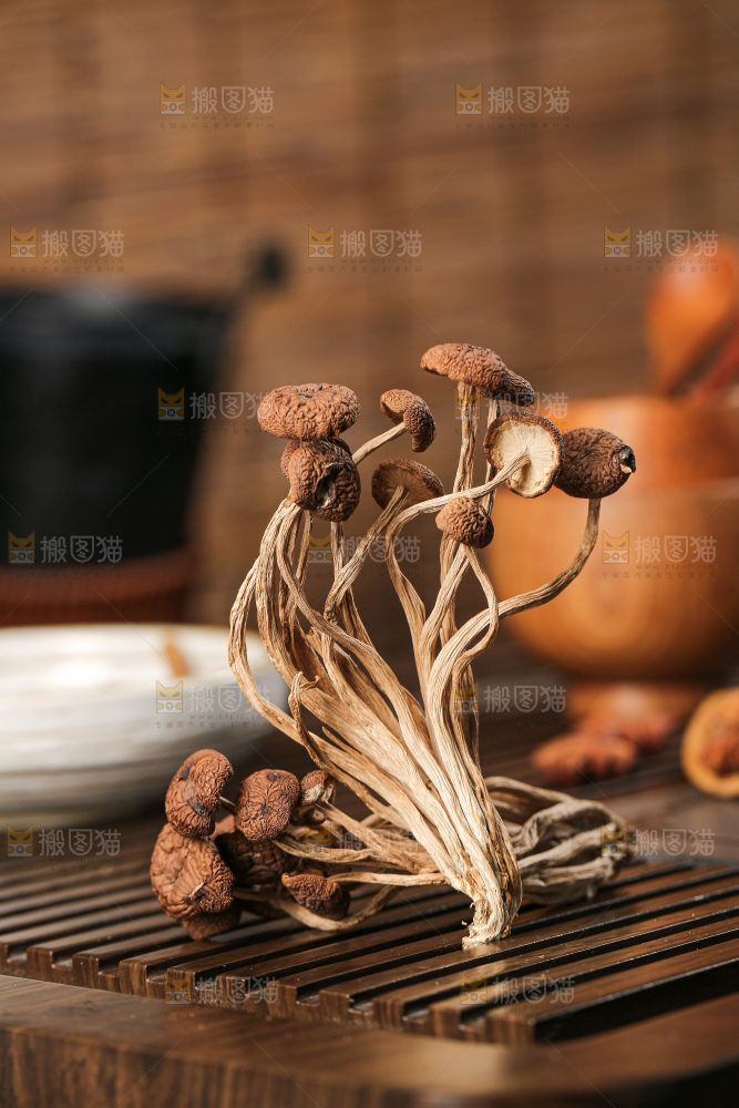 茶树菇