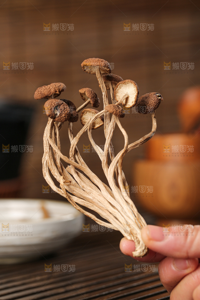 茶树菇