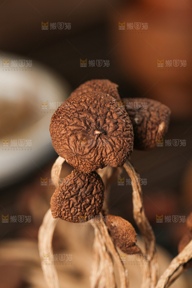 茶树菇
