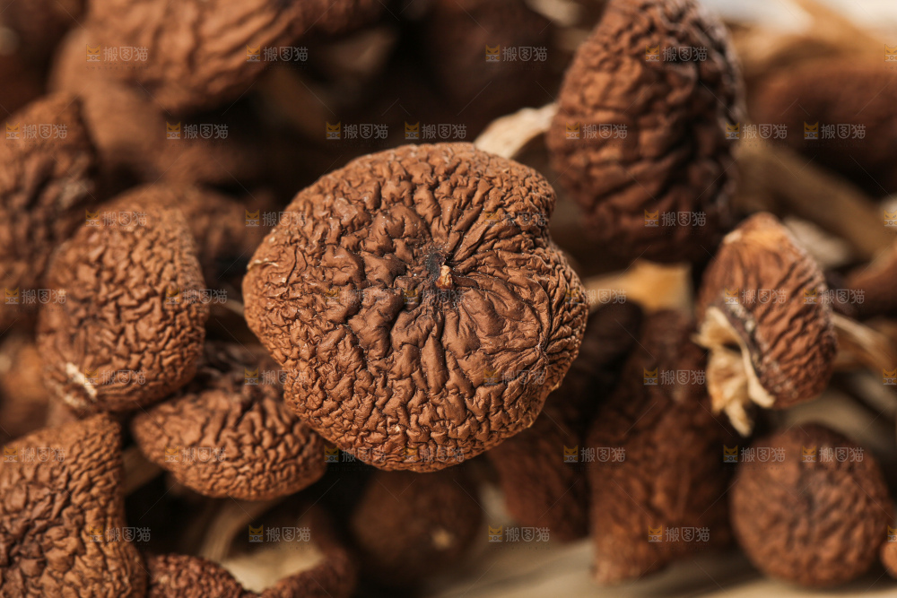 茶树菇