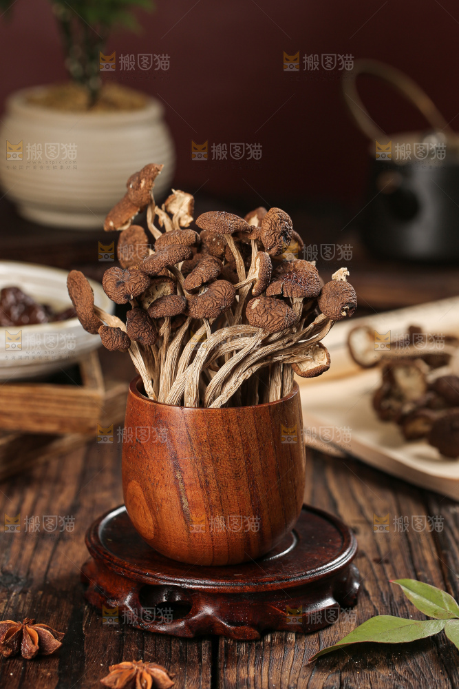 茶树菇