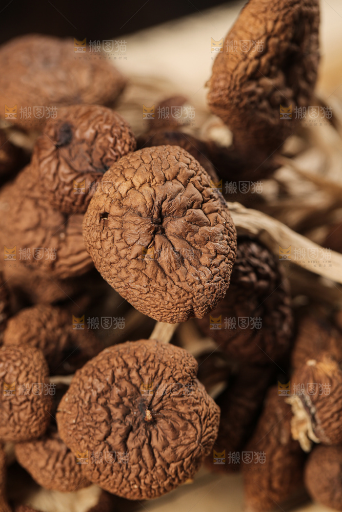 茶树菇