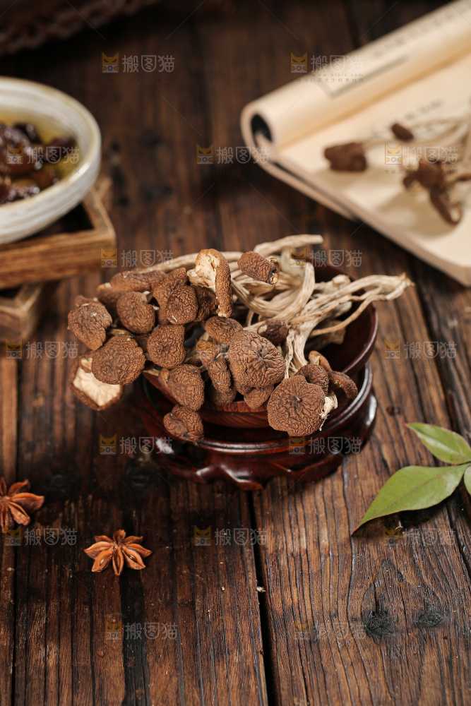 茶树菇