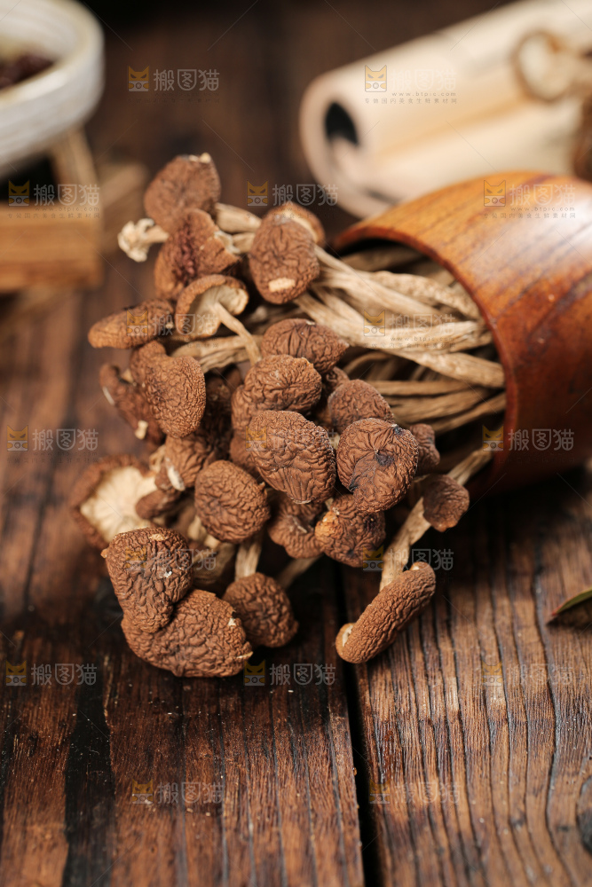 茶树菇