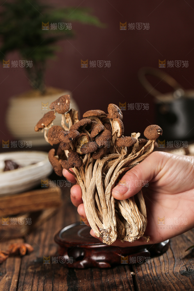 茶树菇