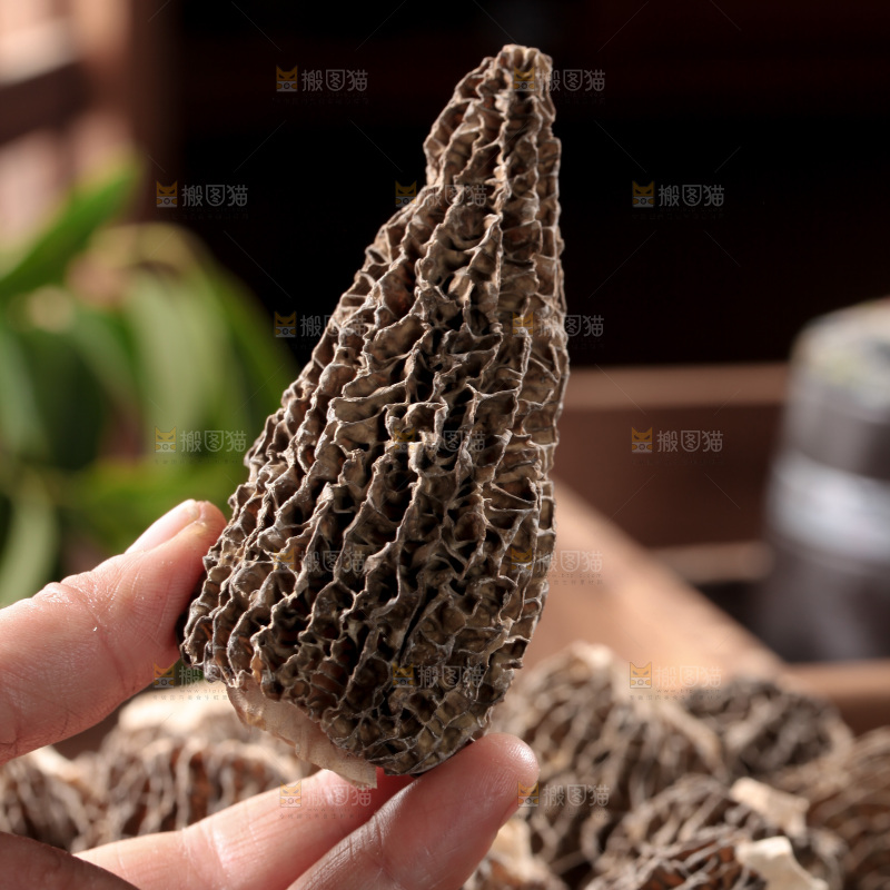 羊肚菌