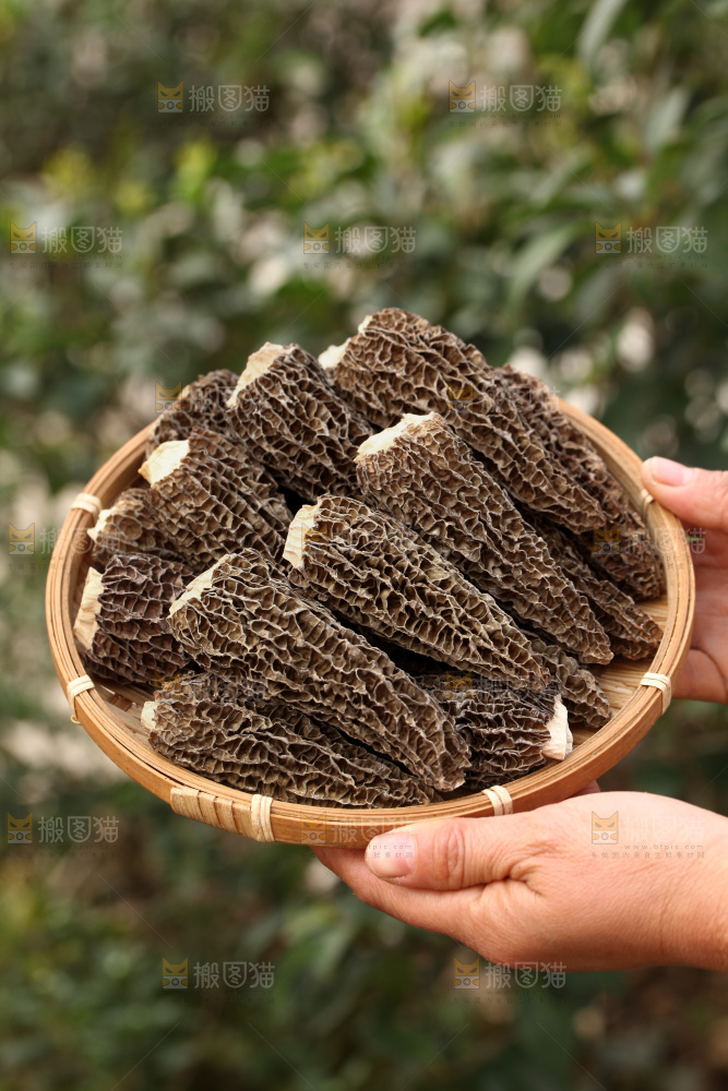 羊肚菌