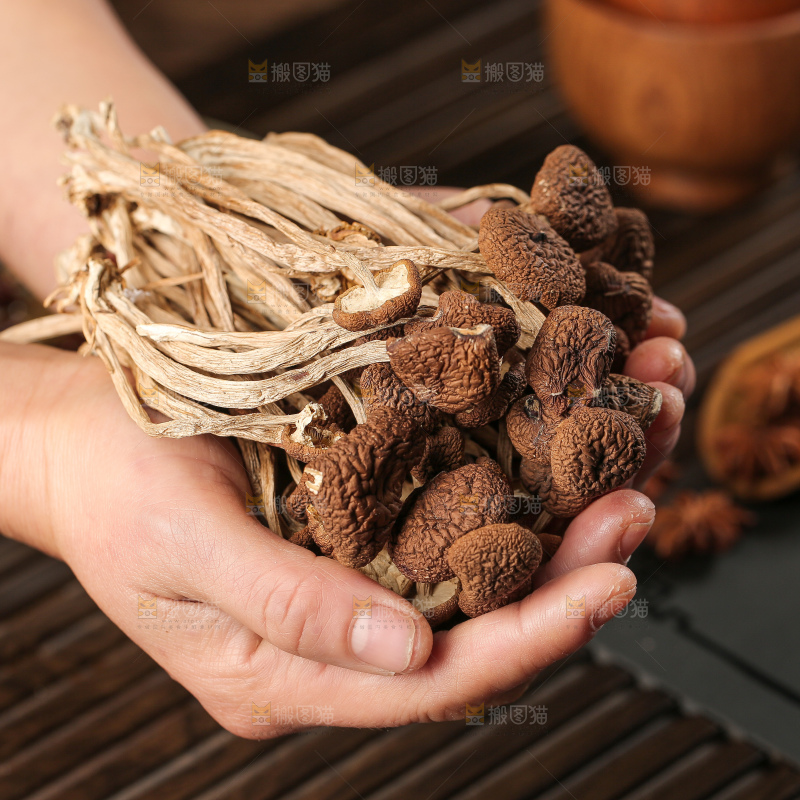 茶树菇
