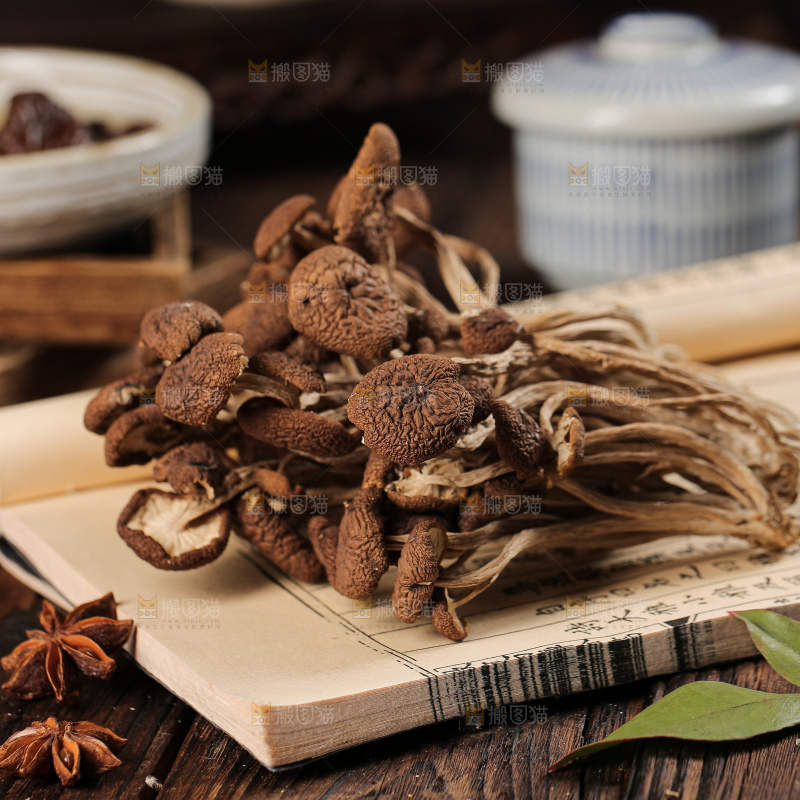 茶树菇