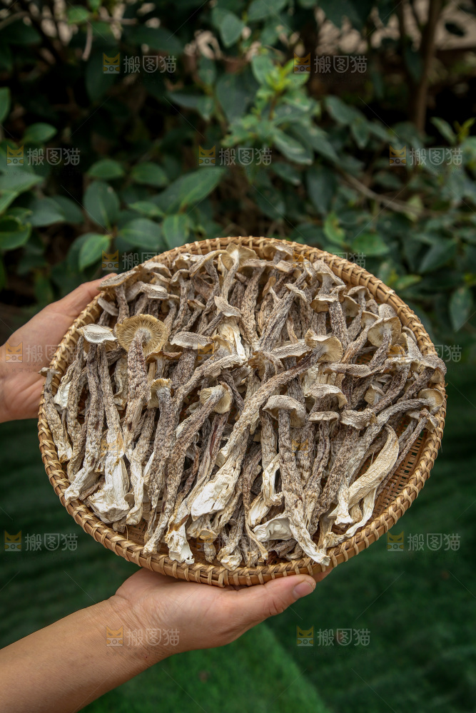 鹿茸菇