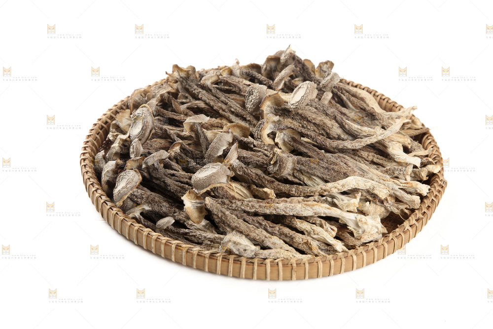 鹿茸菇