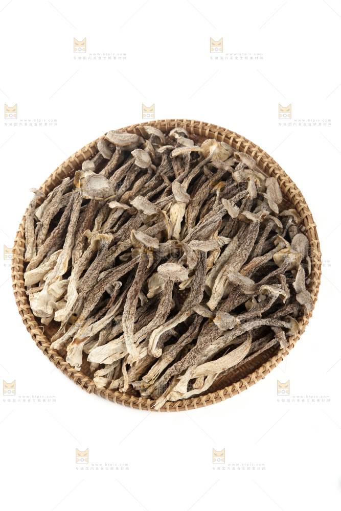 鹿茸菇