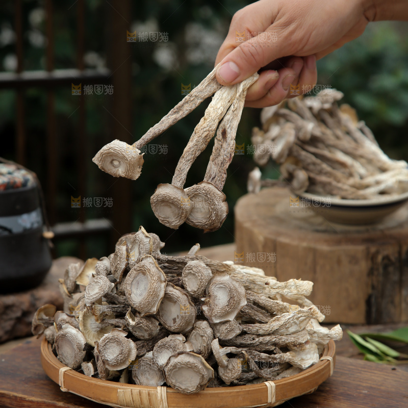 鹿茸菇