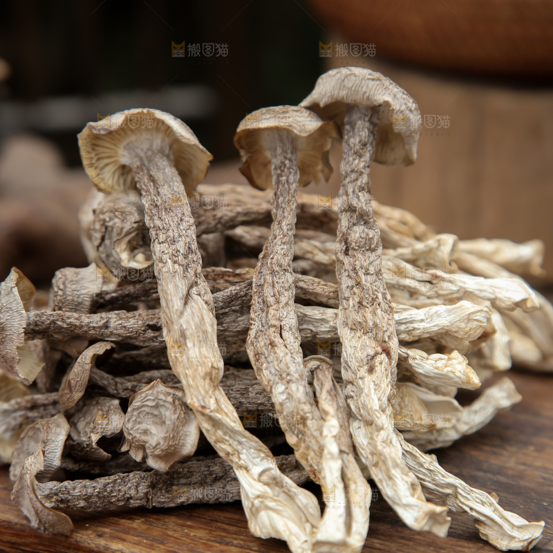 鹿茸菇