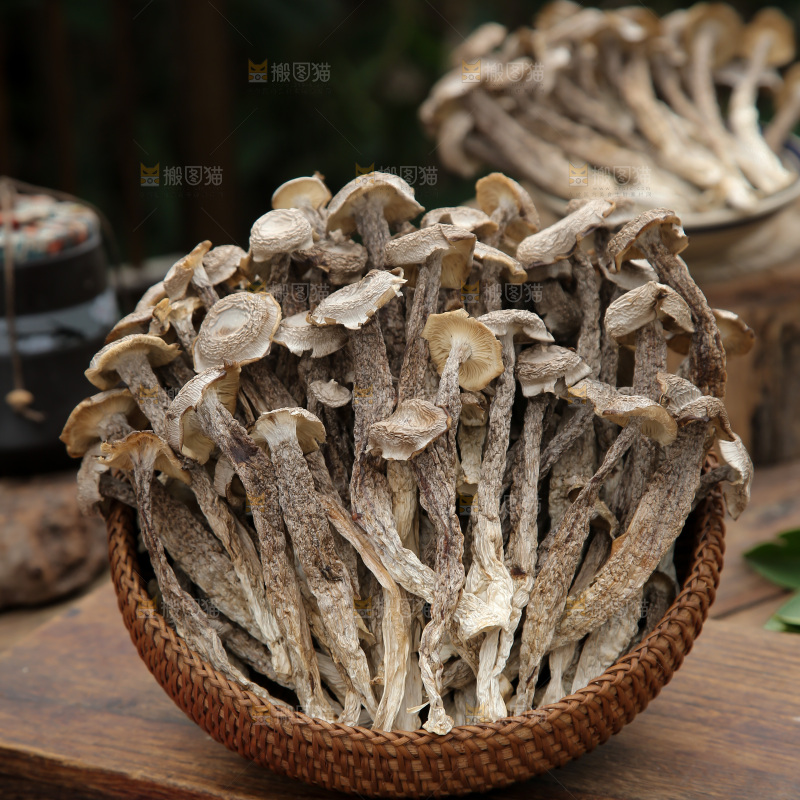 鹿茸菇