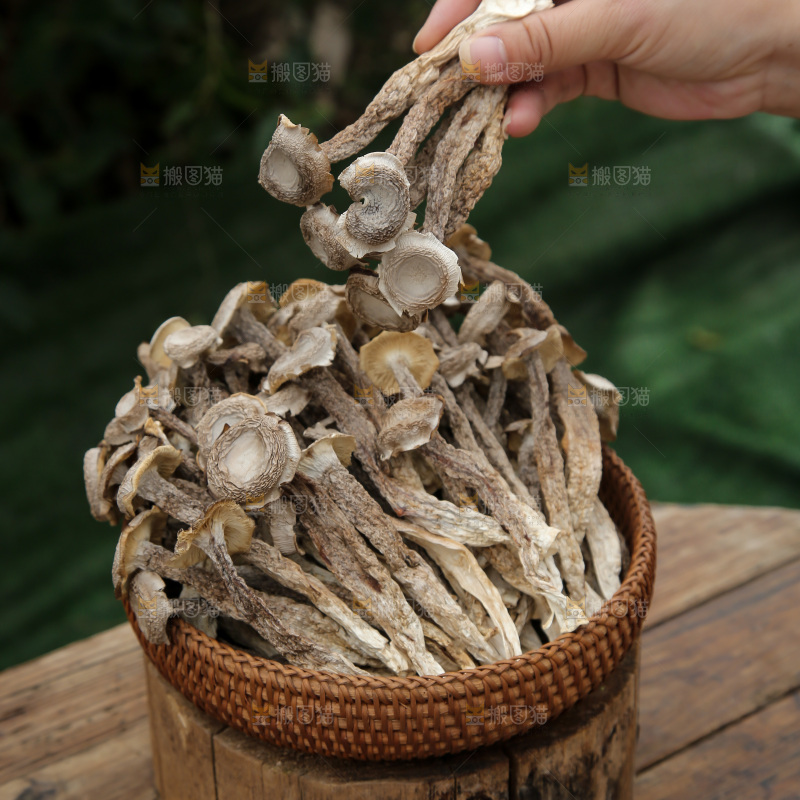 鹿茸菇