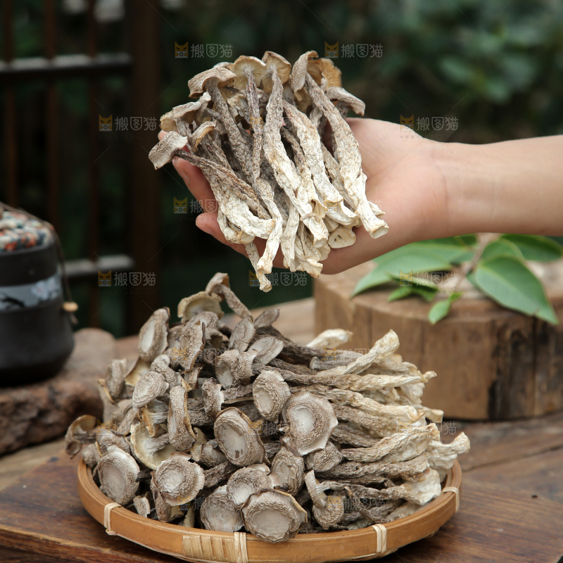 鹿茸菇