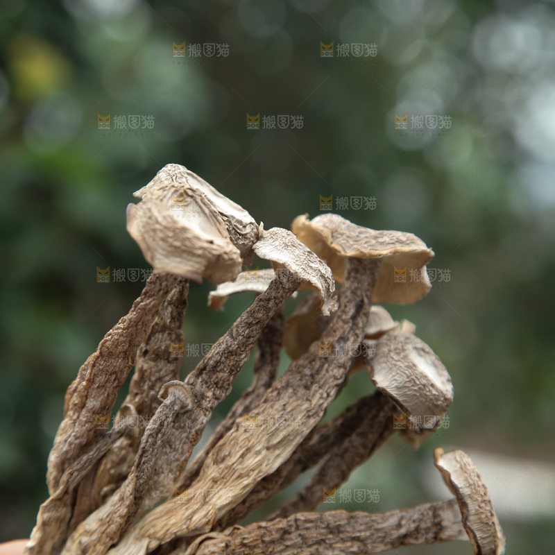 鹿茸菇