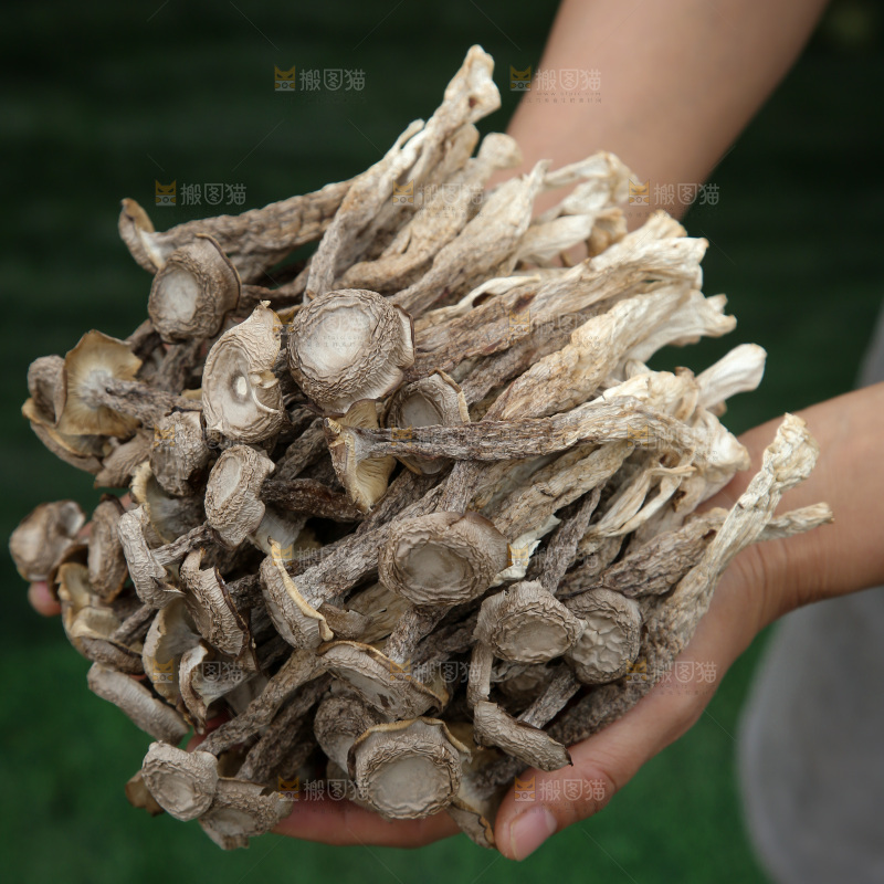 鹿茸菇